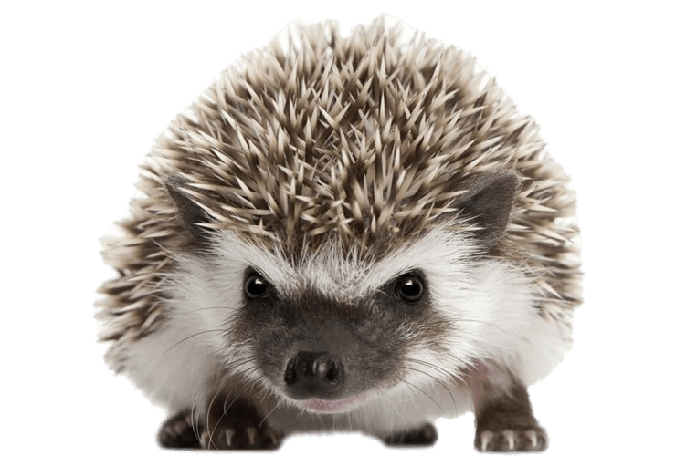 Hedgehogs PNG Isolated Pic
