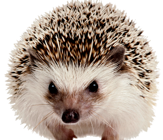 Hedgehogs PNG Photo