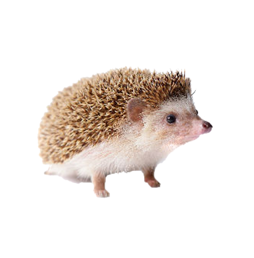 Hedgehogs PNG