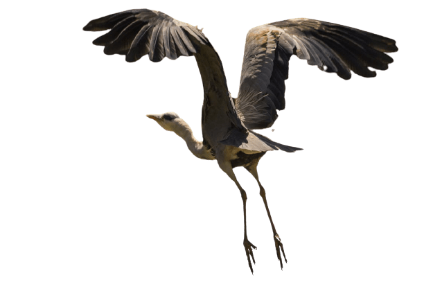 Herons Download PNG Image