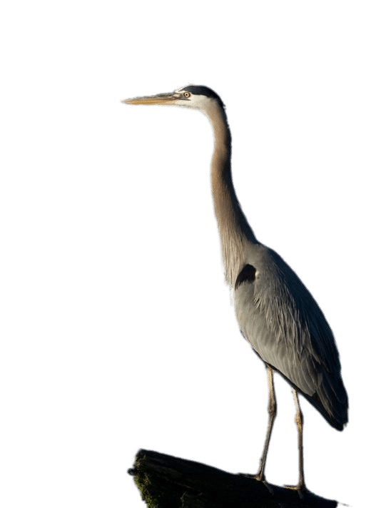 Herons PNG Isolated Image