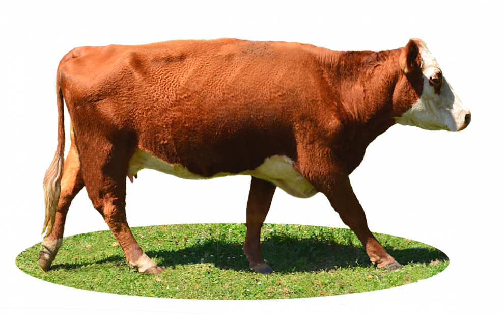 Highland Cow PNG File