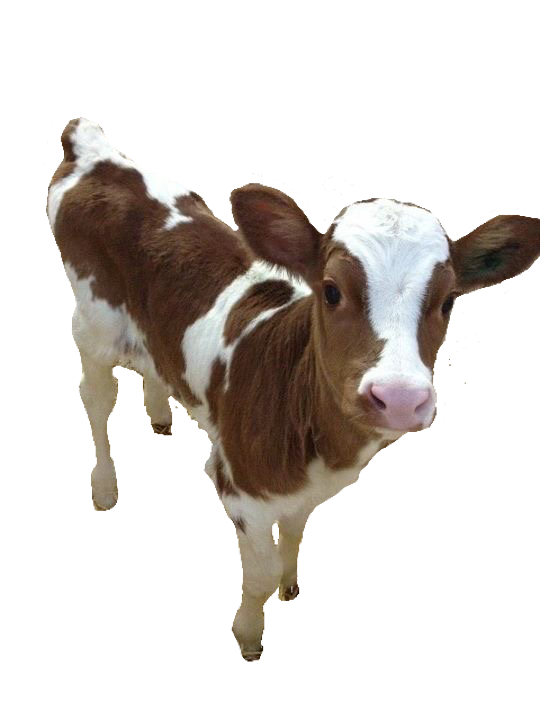 Highland Cow PNG Image