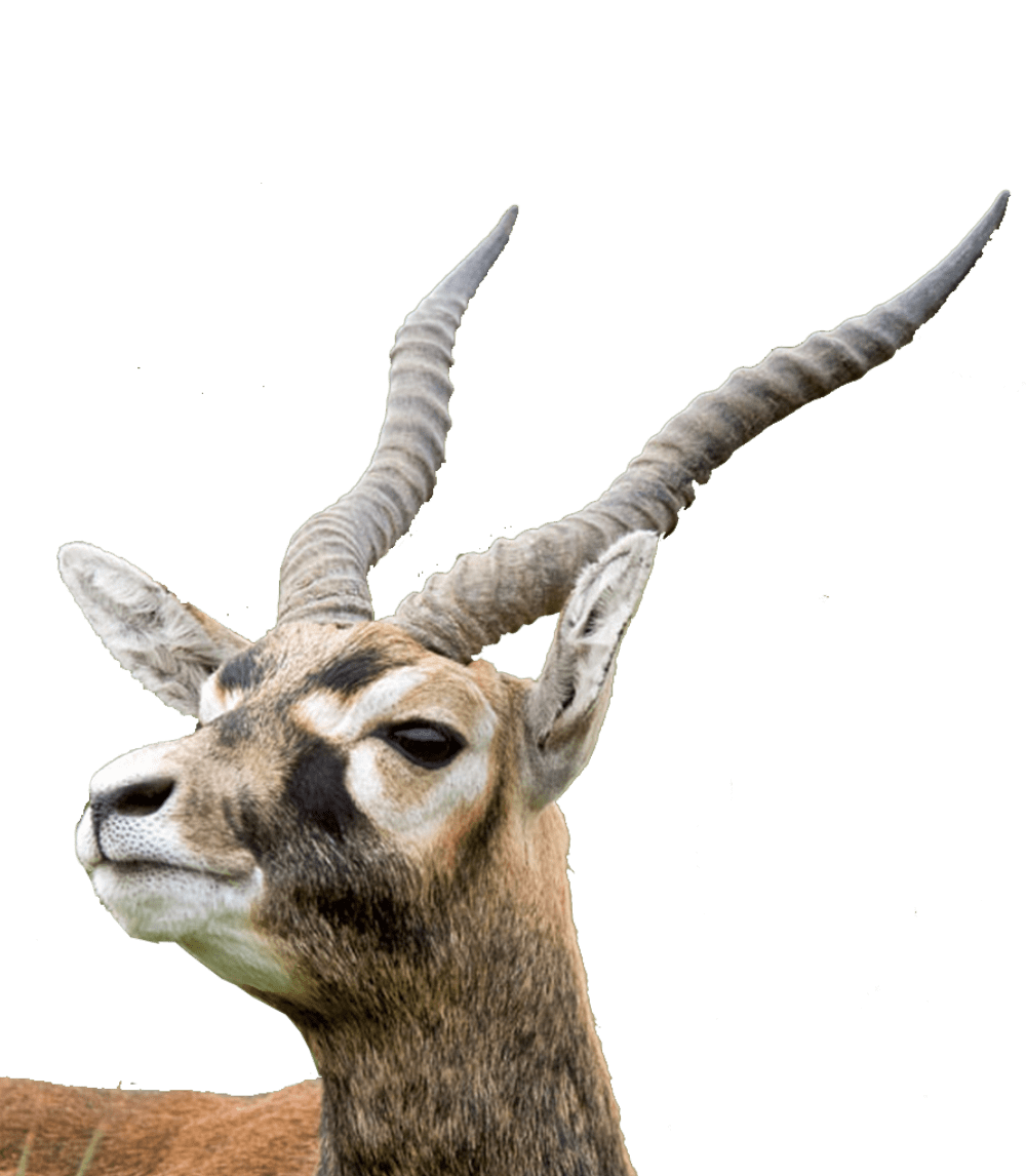 Hollow-horned Ungulates PNG Isolated HD