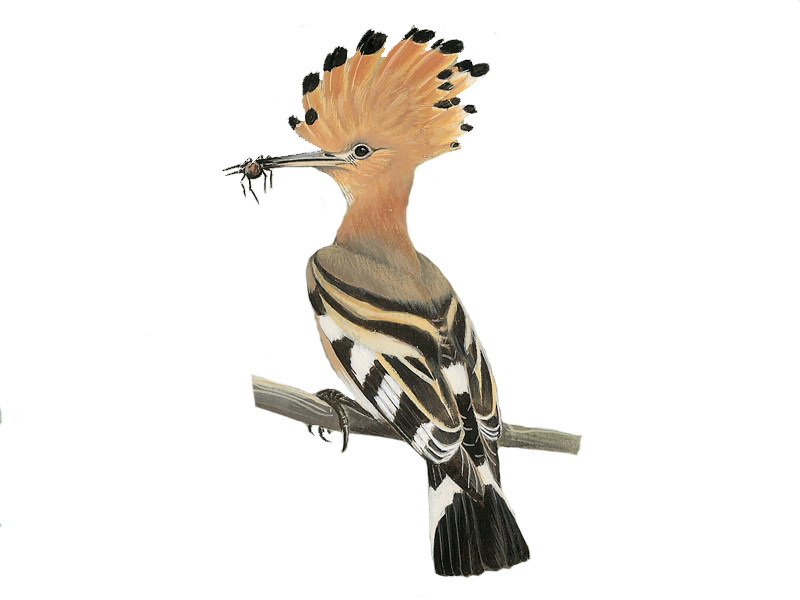 Hoopoes PNG Isolated Image