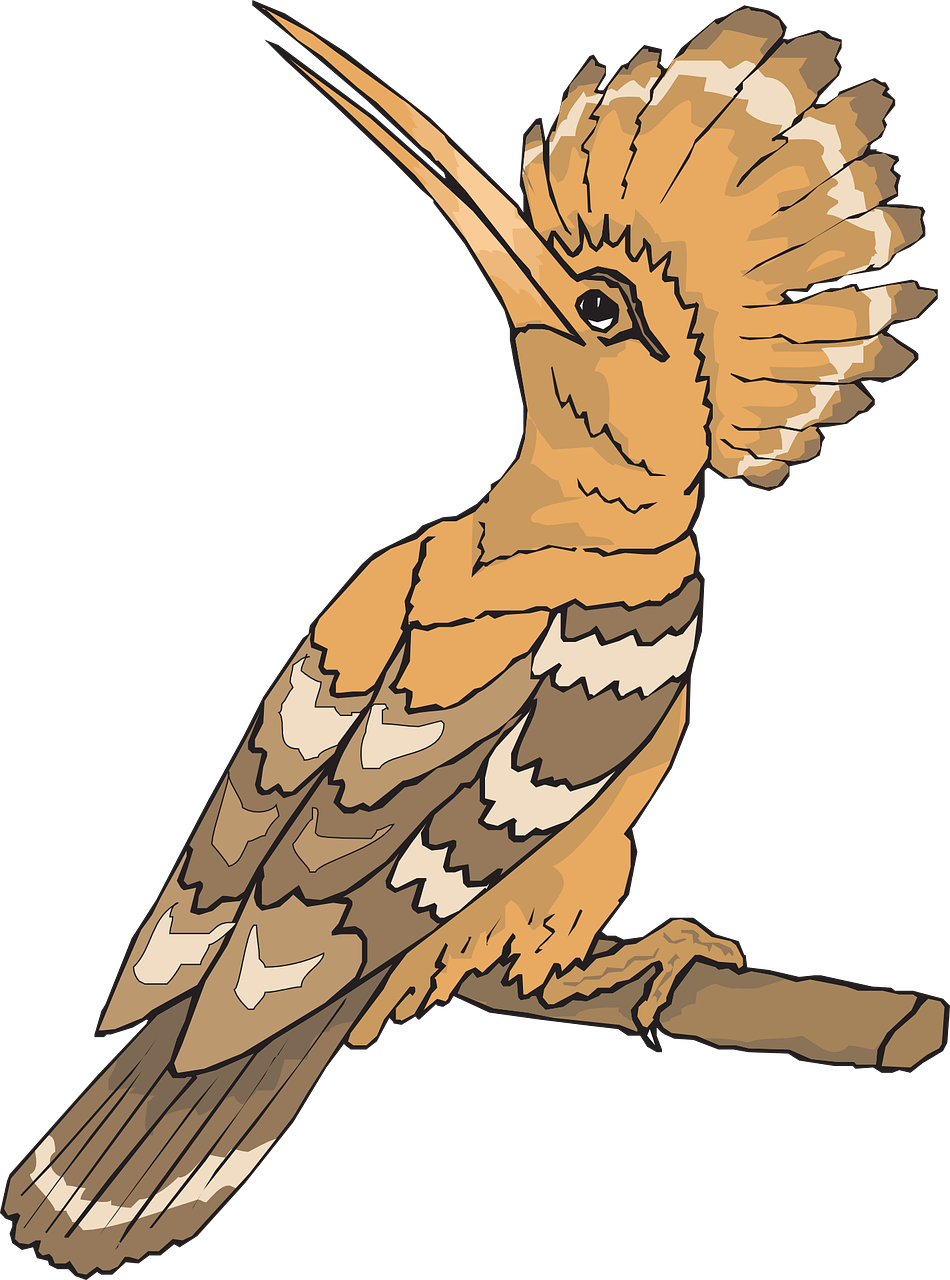 Hoopoes PNG Pic