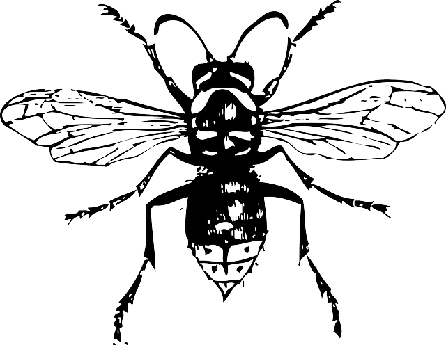 Hornet Insect PNG Clipart