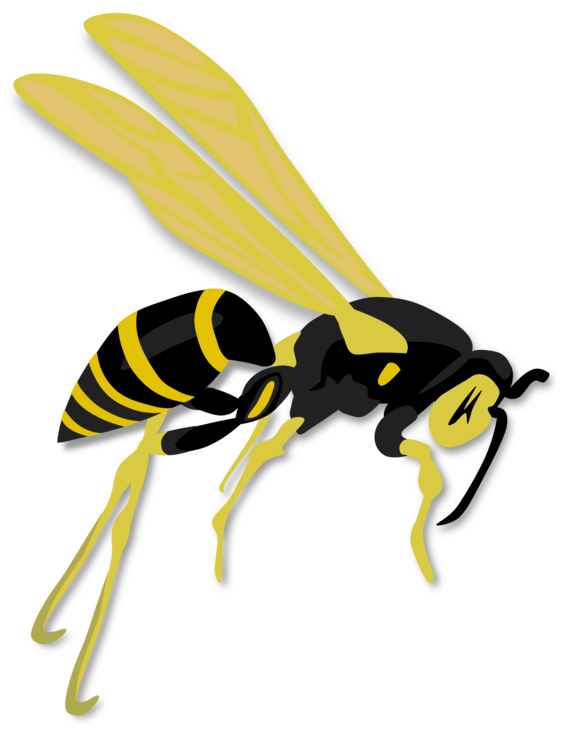 Hornet Insect PNG Free Download