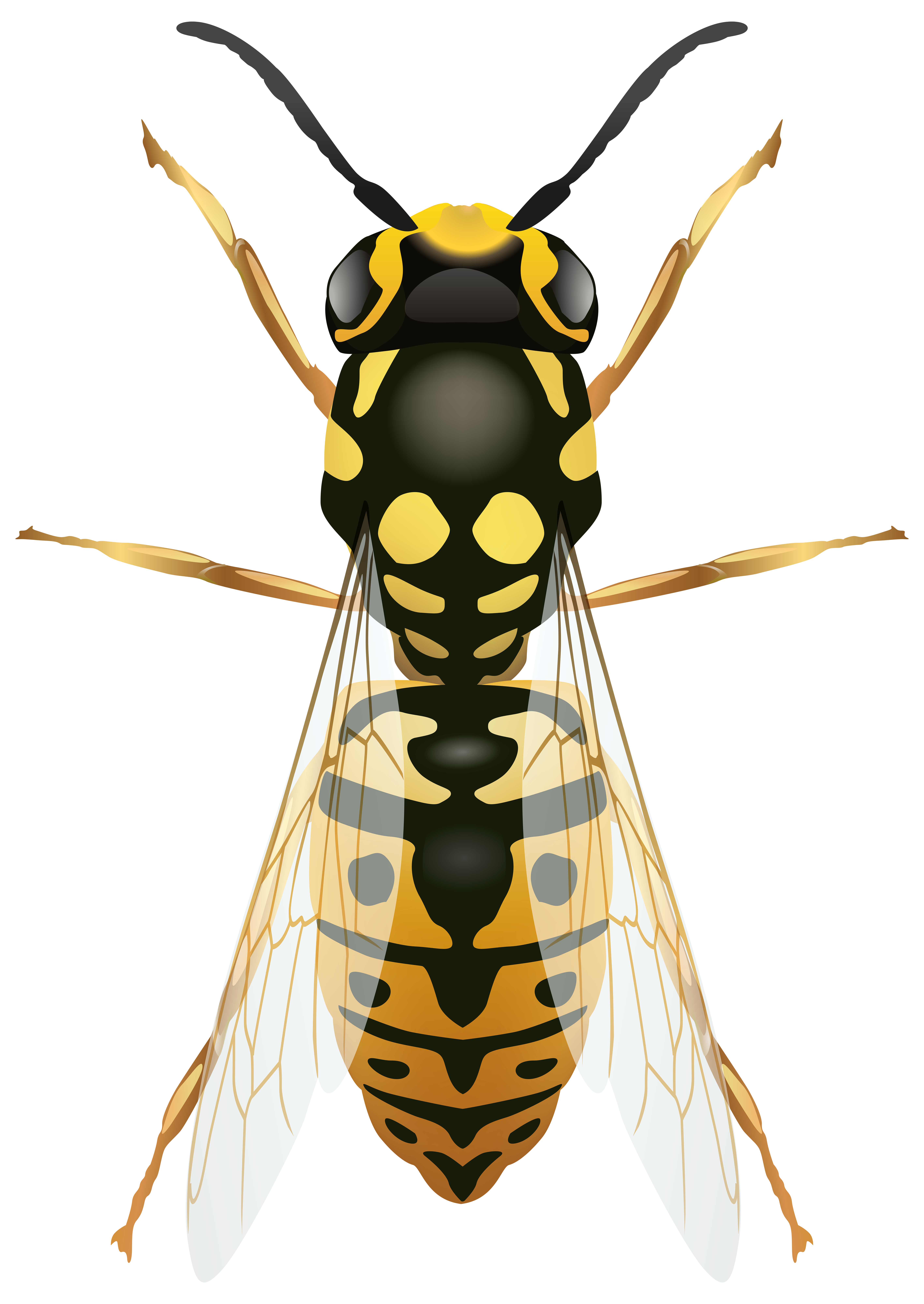 Hornet Insect PNG Isolated HD