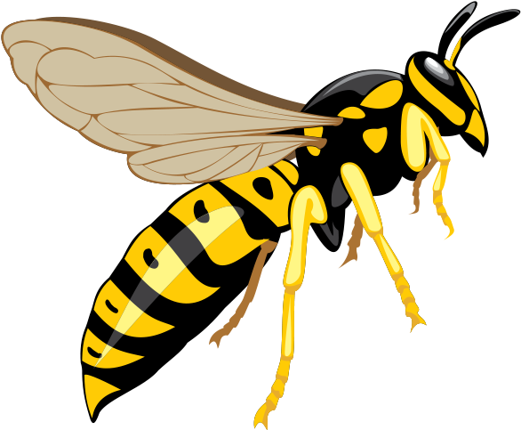 Hornet Insect PNG