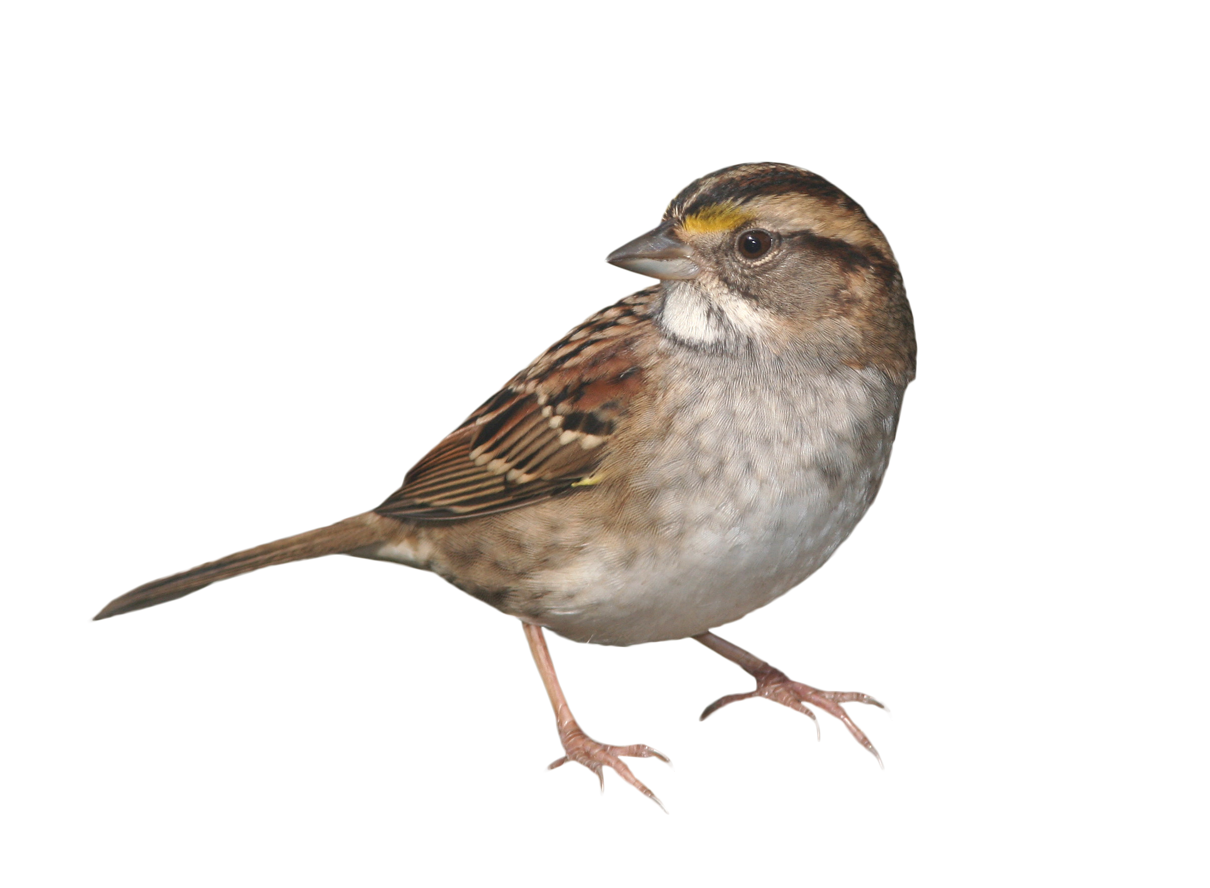 House Sparrow PNG File