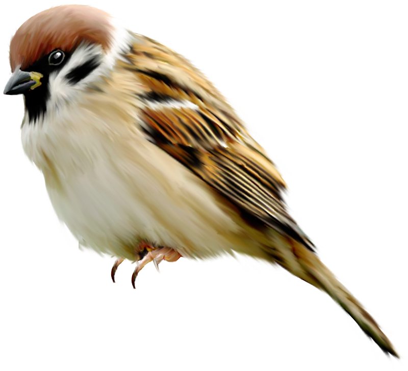 House Sparrow PNG Free Download