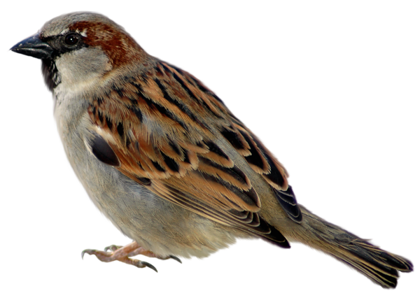 House Sparrow PNG HD