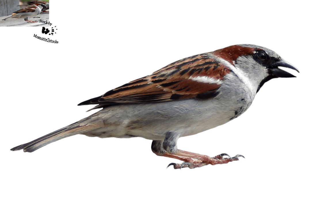 House Sparrow PNG Isolated HD