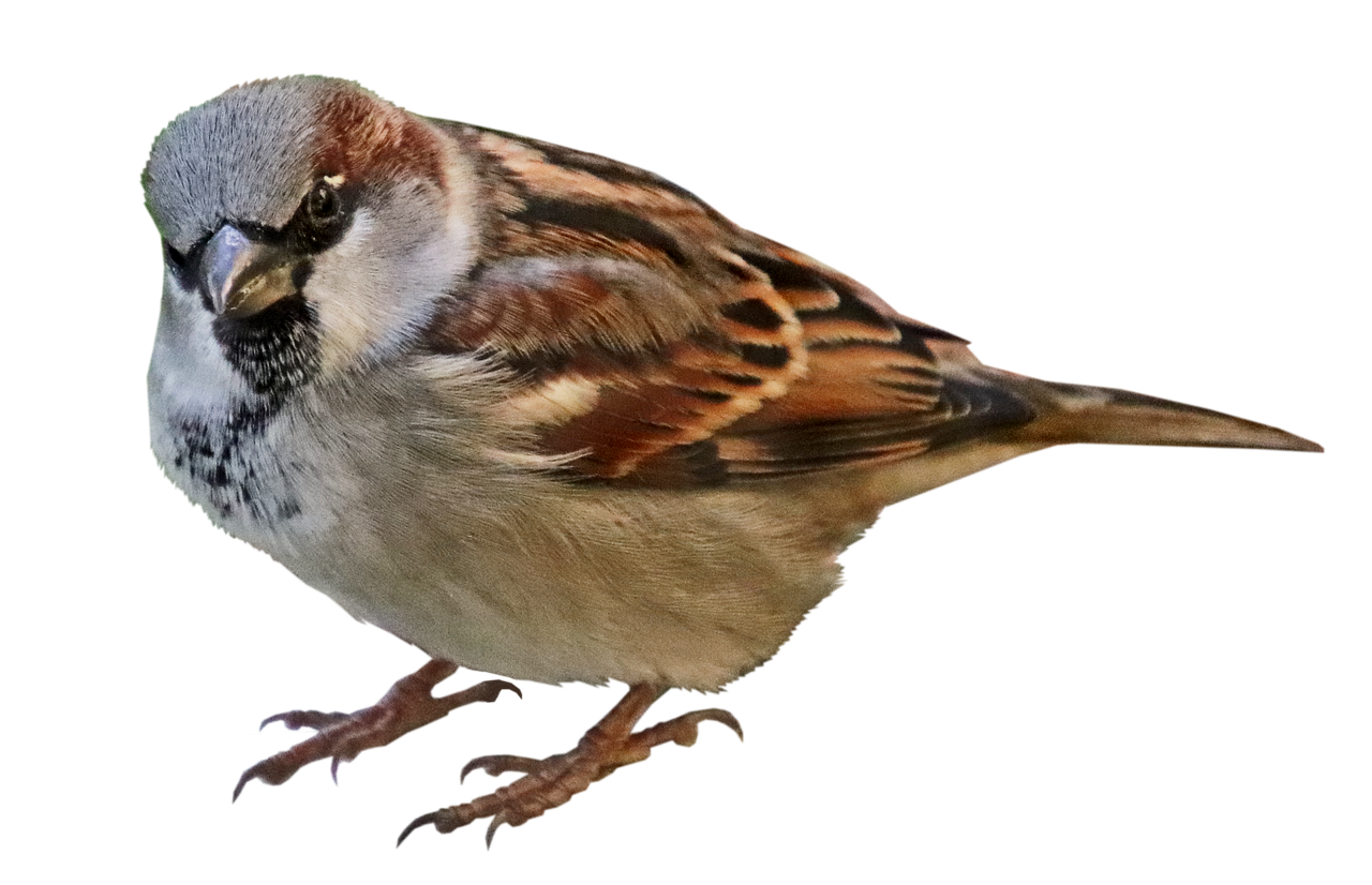 House Sparrow PNG Picture