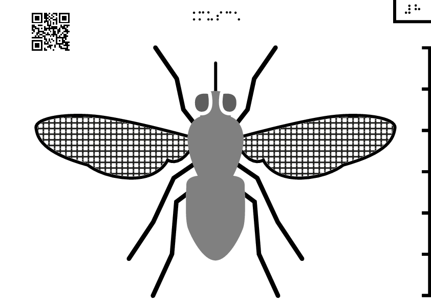 Housefly Download PNG Image