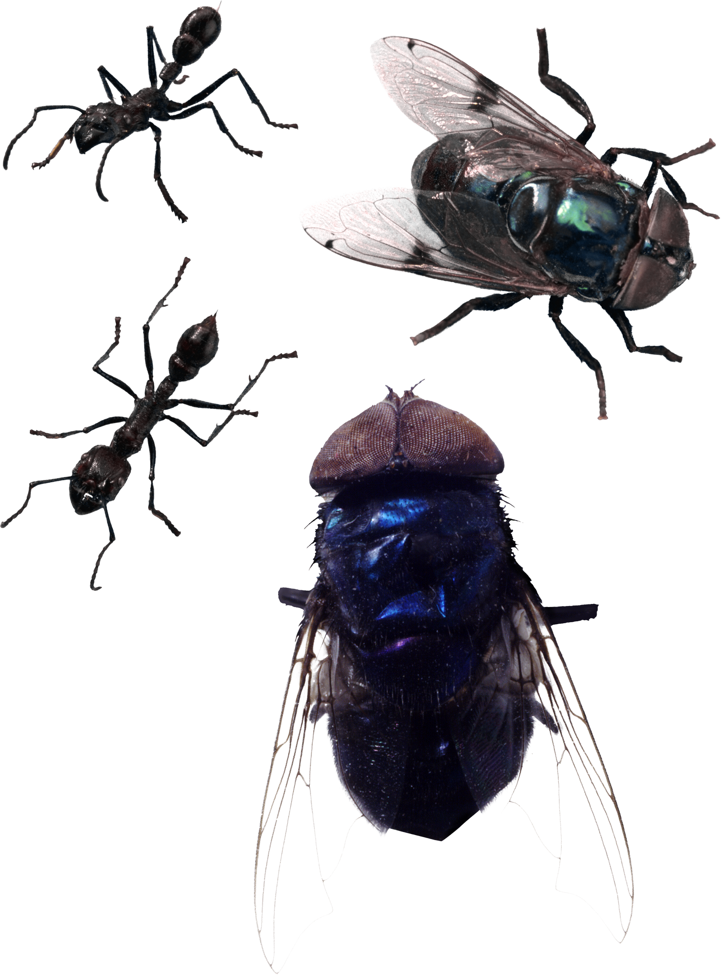 Housefly PNG HD Isolated