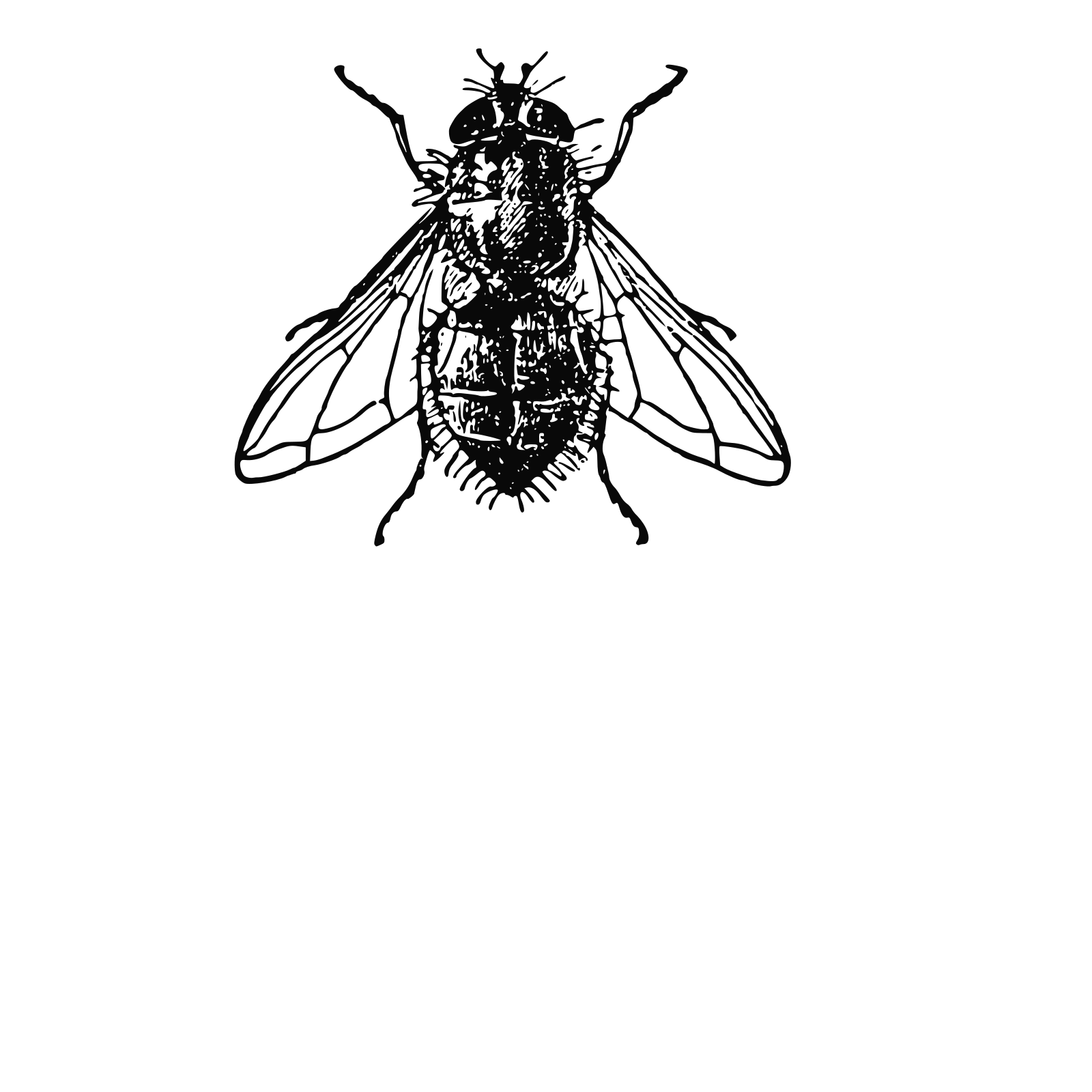 Housefly PNG HD