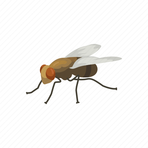 Housefly PNG Image