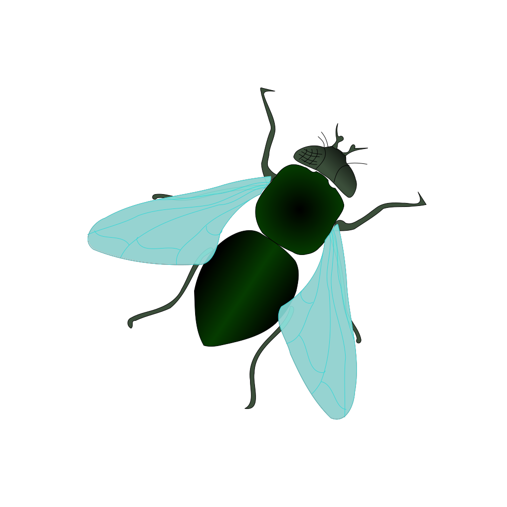 Housefly PNG Isolated HD