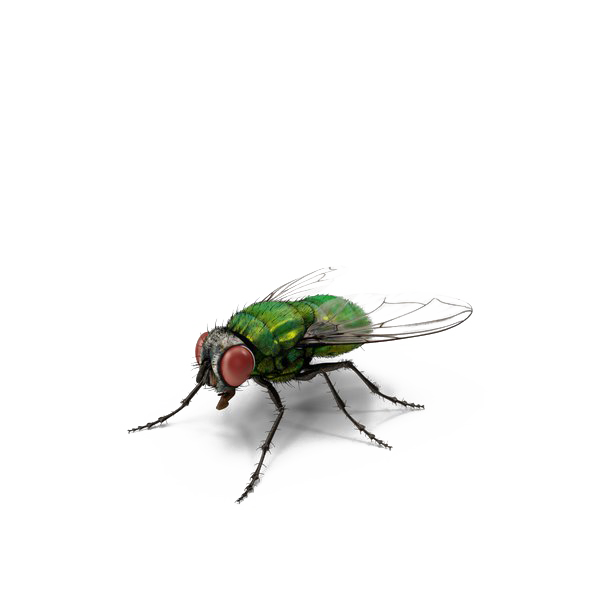 Housefly PNG Isolated Pic