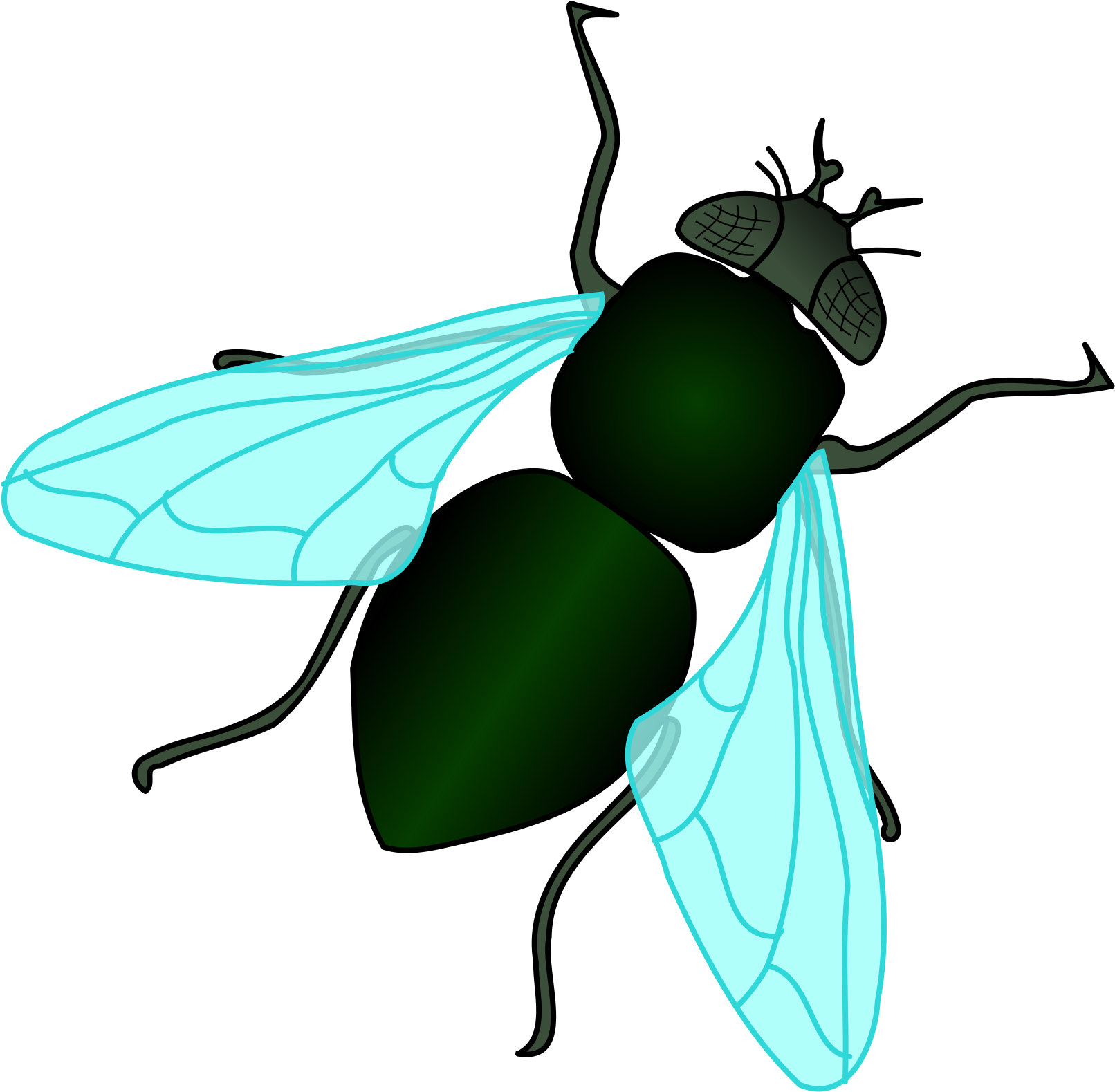 Housefly PNG Pic