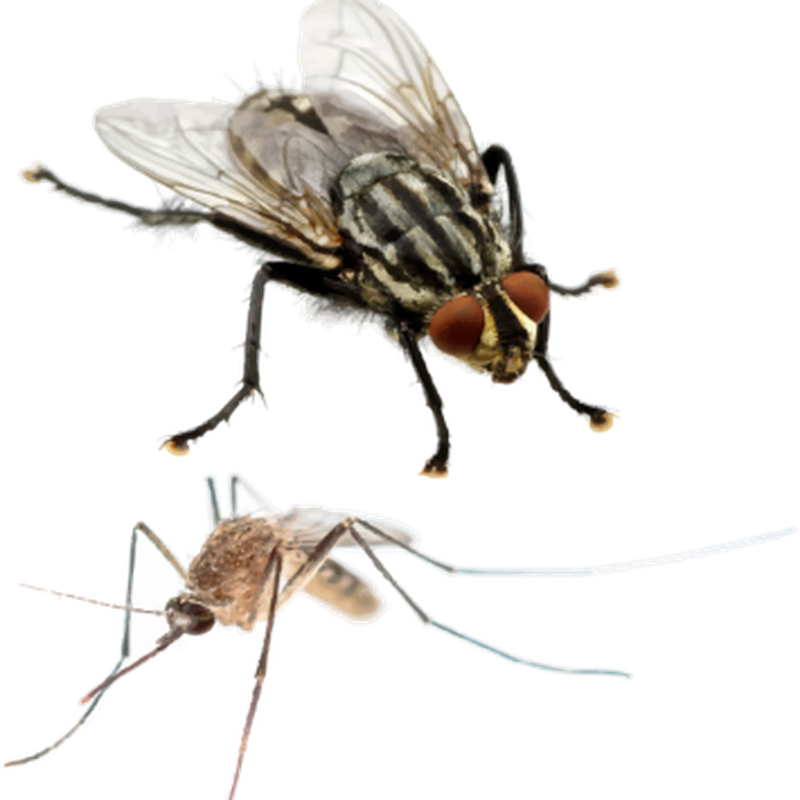 Housefly PNG Picture