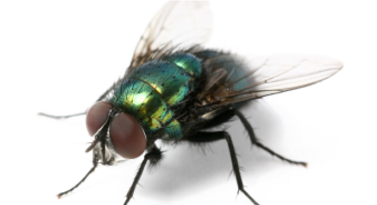 Housefly PNG
