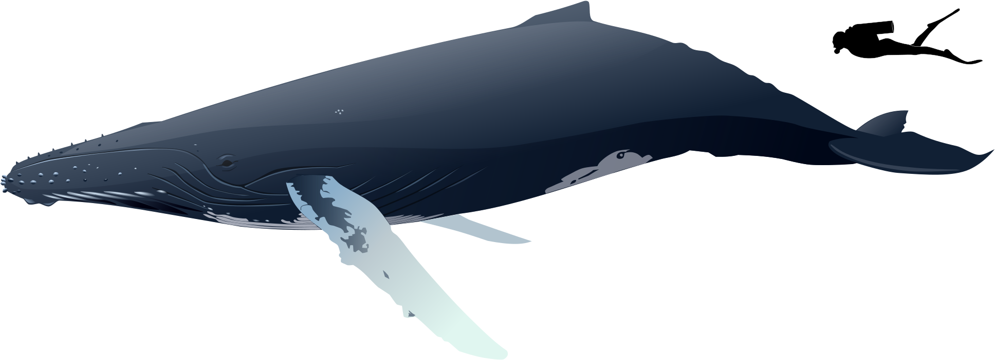 Humpback Whale PNG File