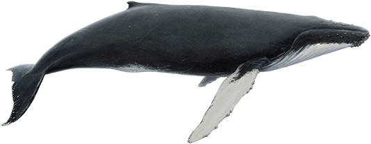Humpback Whale PNG Free Download
