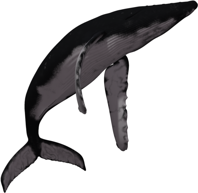 Humpback Whale PNG HD