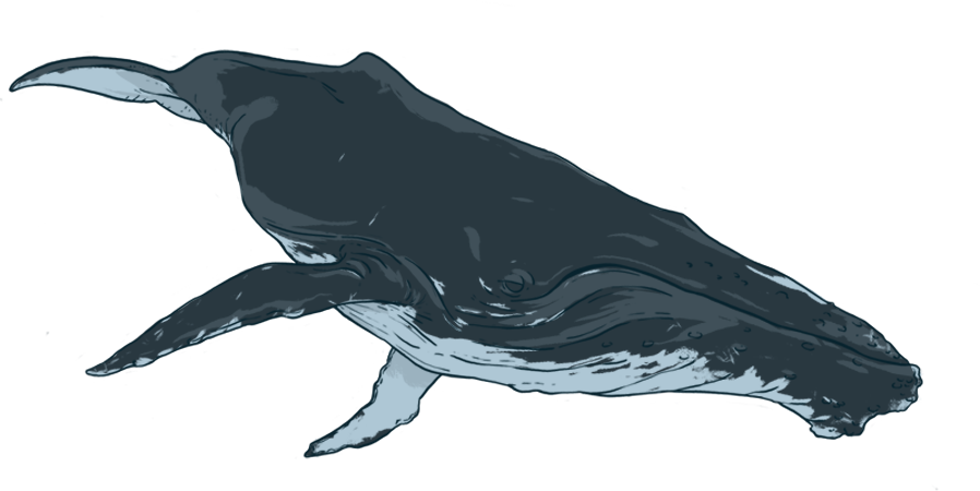 Humpback Whale PNG Image