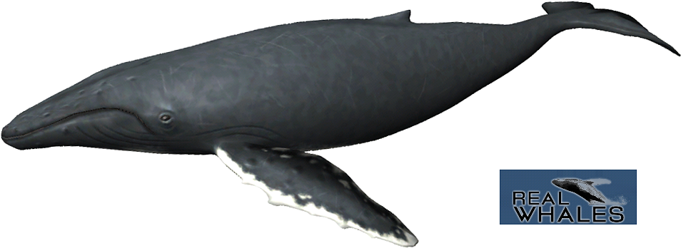 Humpback Whale PNG Isolated Image