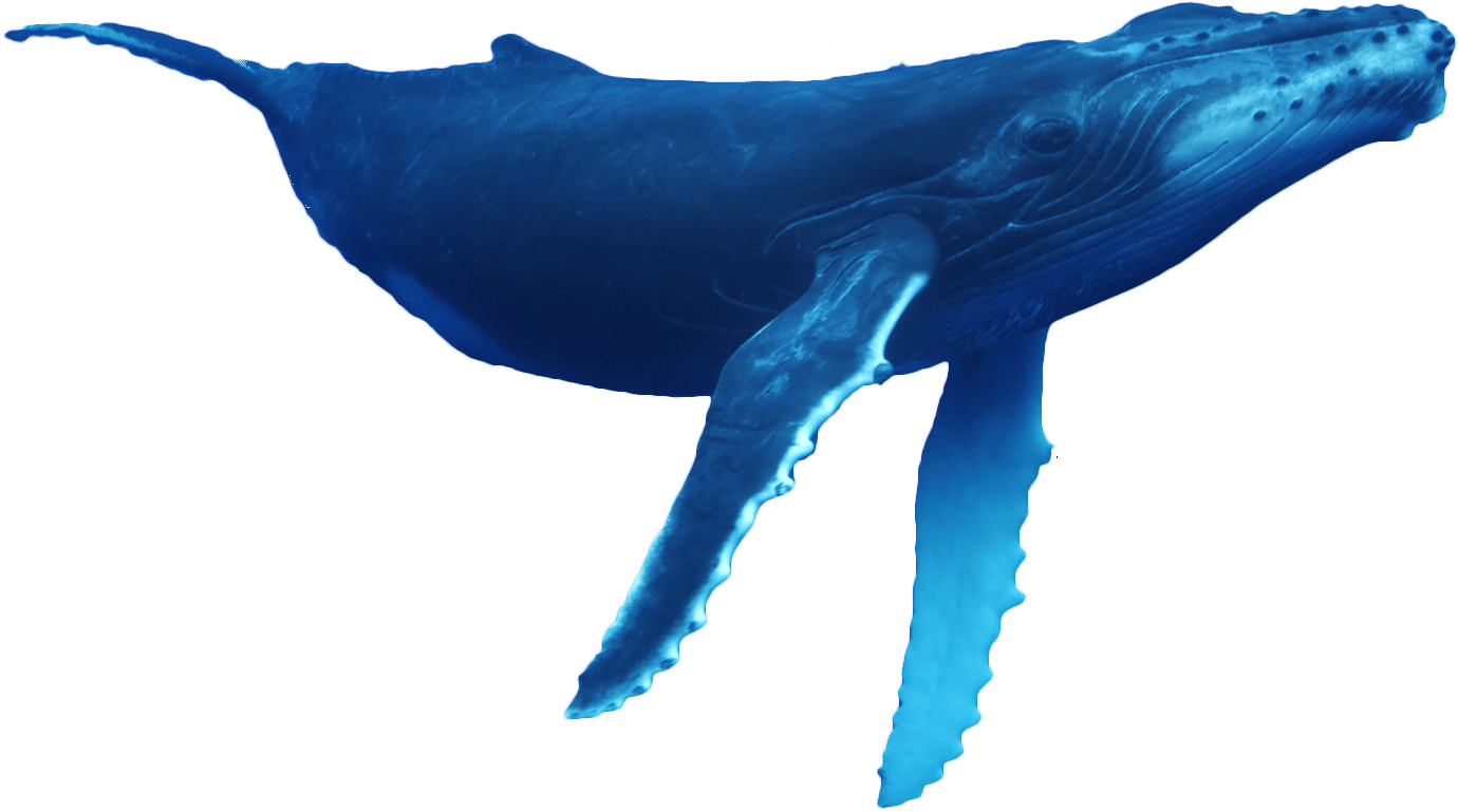 Humpback Whale PNG Isolated Photo