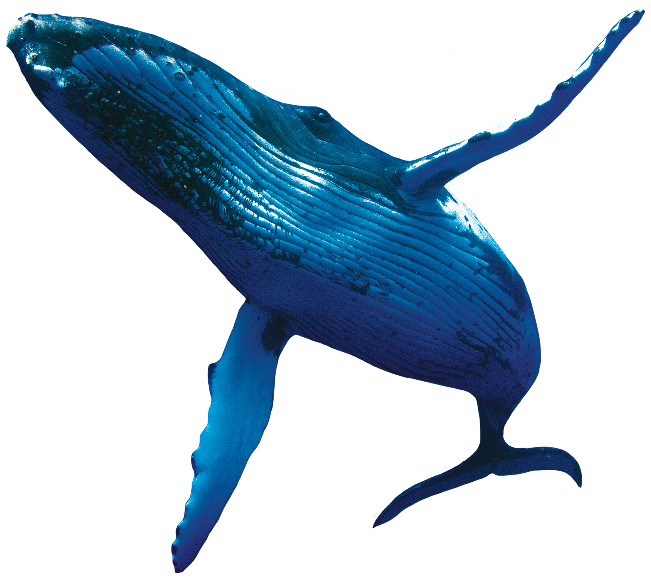 Humpback Whale PNG Isolated Pic
