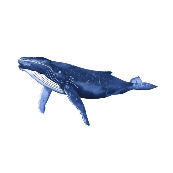 Humpback Whale PNG Picture