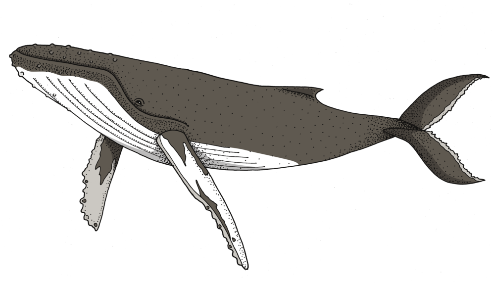 Humpback Whale PNG Transparent