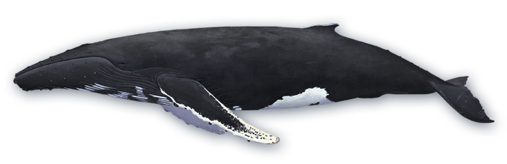 Humpback Whale PNG