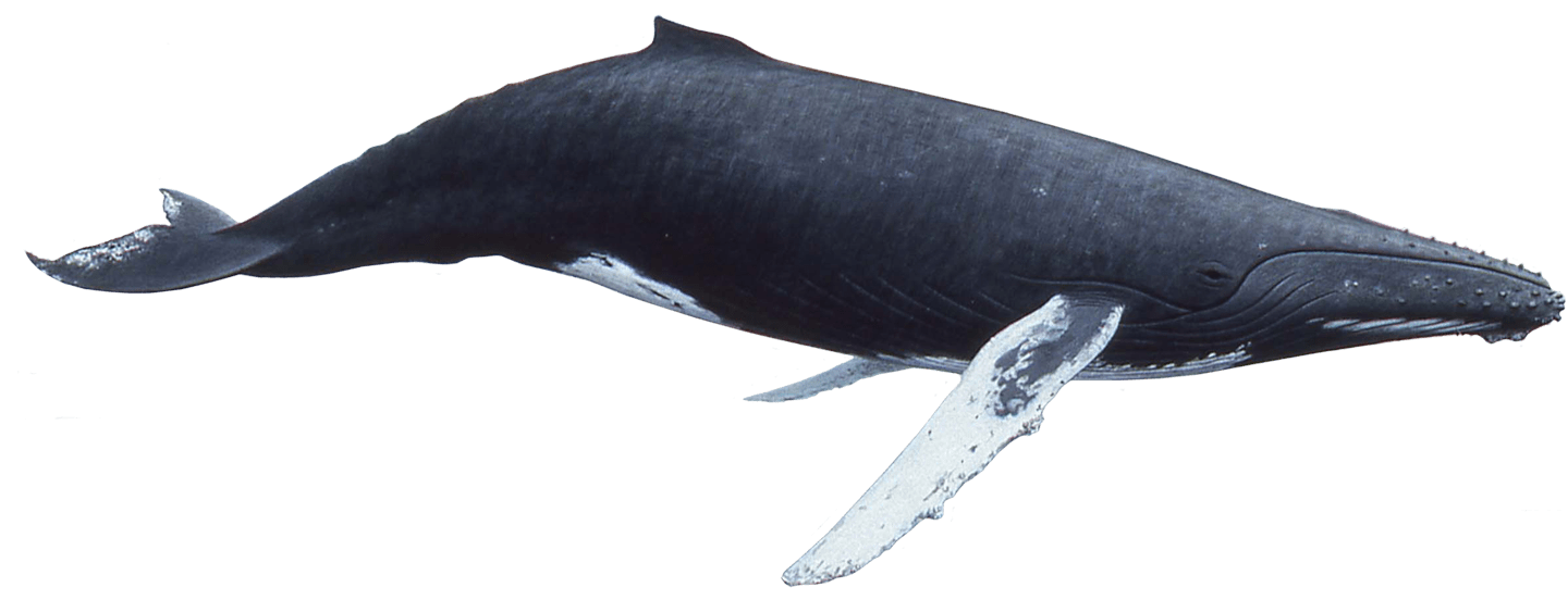Humpback Whale Transparent PNG