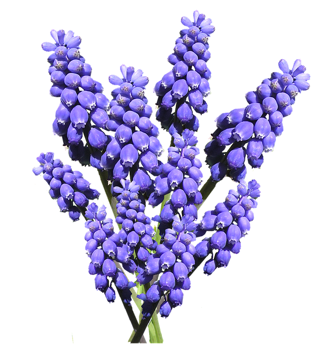 Hyacinth Download PNG Image