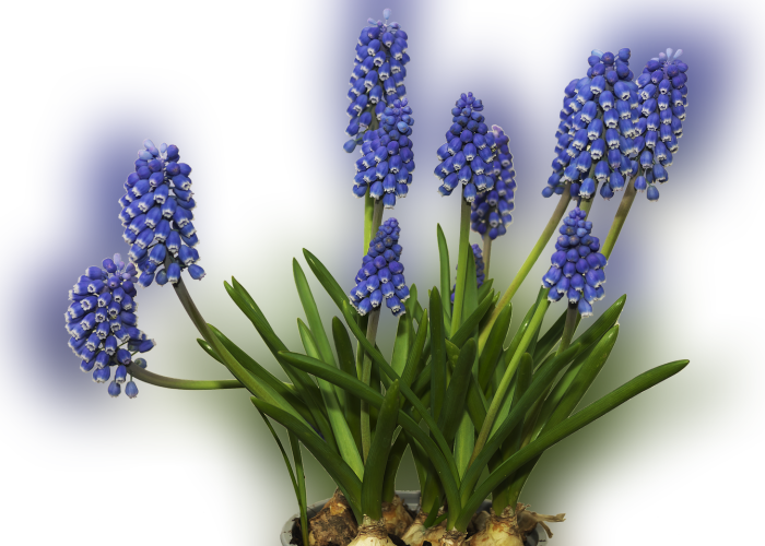 Hyacinth PNG Free Download