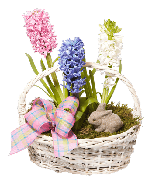 Hyacinth PNG Image