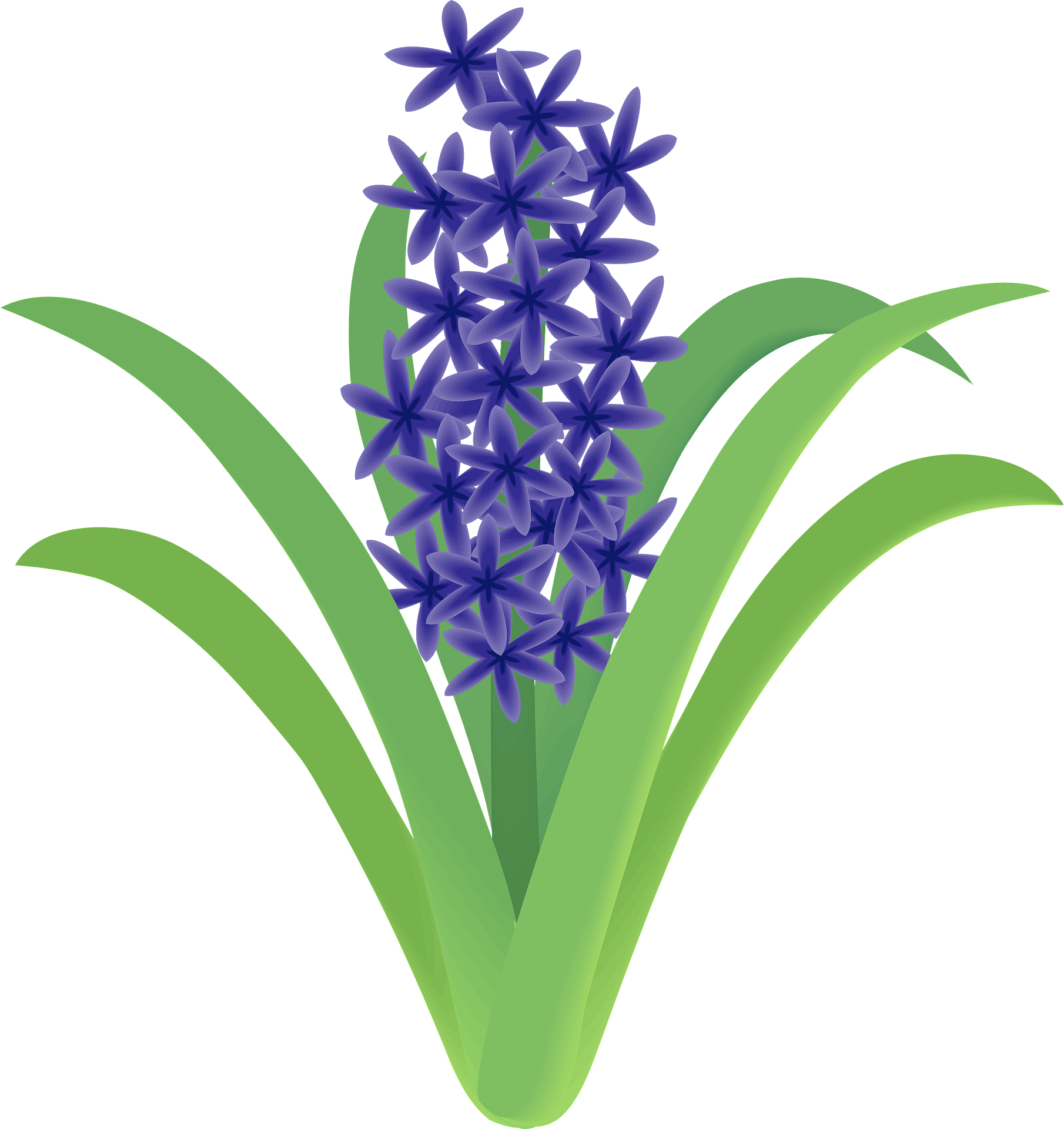 Hyacinth PNG Isolated Photos
