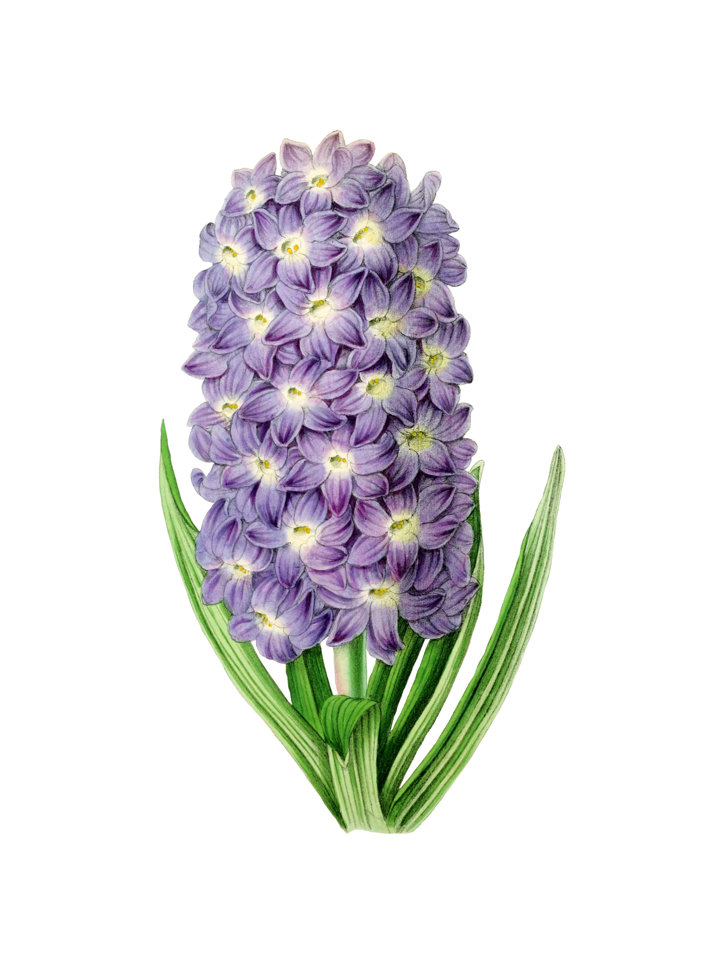 Hyacinth PNG Isolated Pic