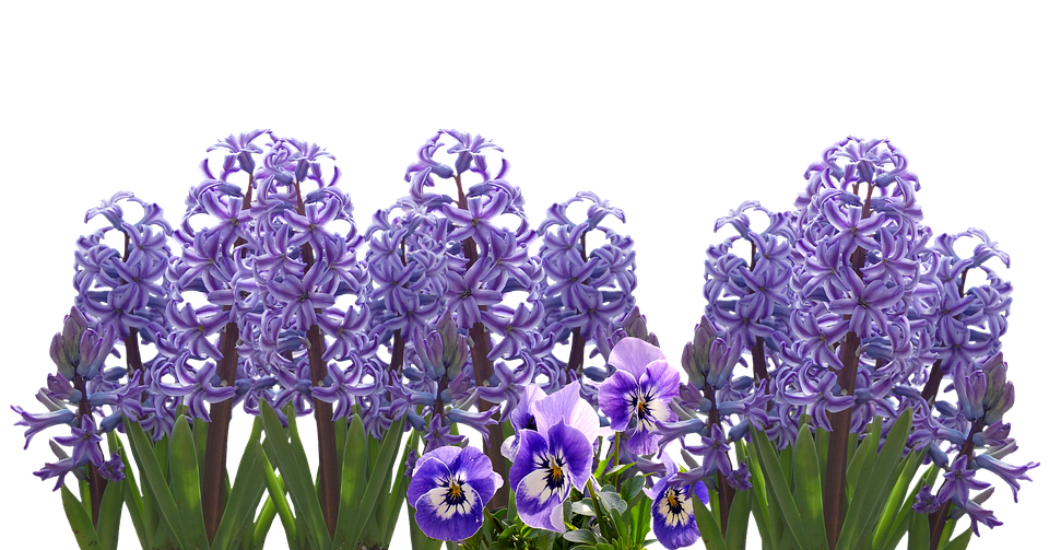 Hyacinth PNG Photo