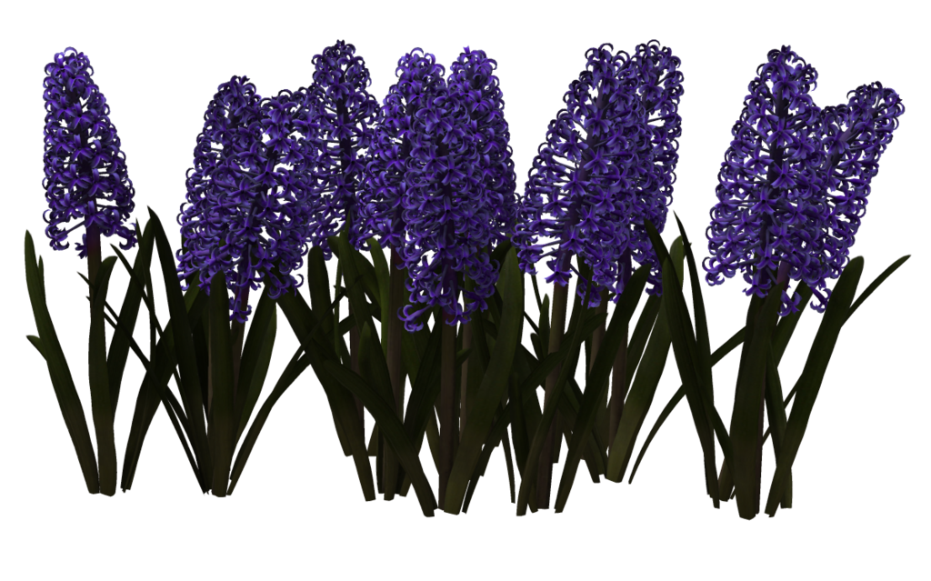 Hyacinth PNG Pic
