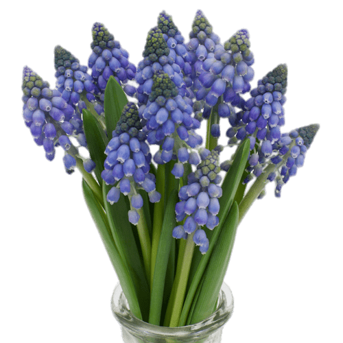 Hyacinth PNG Picture