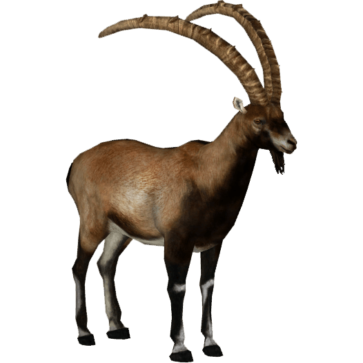Ibex PNG Isolated HD