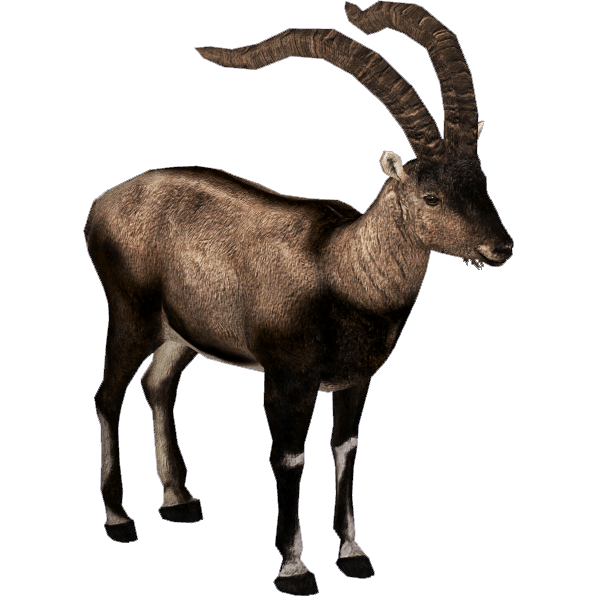 Ibex PNG Picture