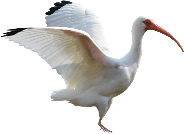 Ibis PNG HD Isolated